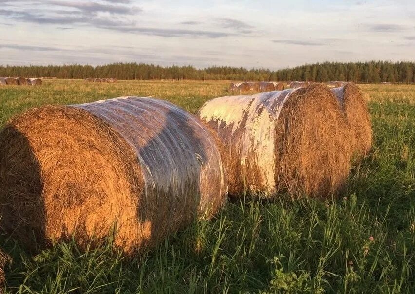 Тверское сено. Сено тимофеевки в рулонах. Сеяное сено. Сено из клевера в рулонах по 250 килограмм. Сено производство.