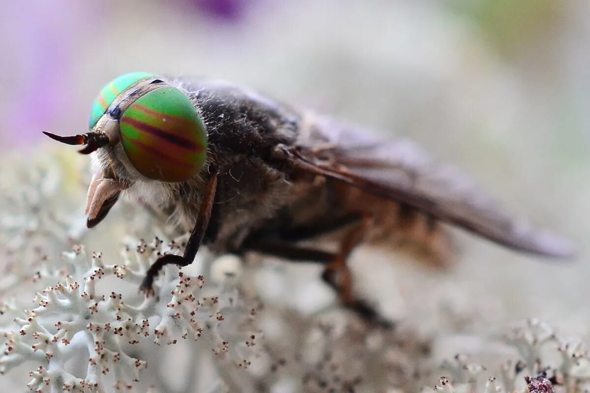 Слепень Tabanus. Паут Овод слепень. Овод насекомое. Слепень златоглазка.