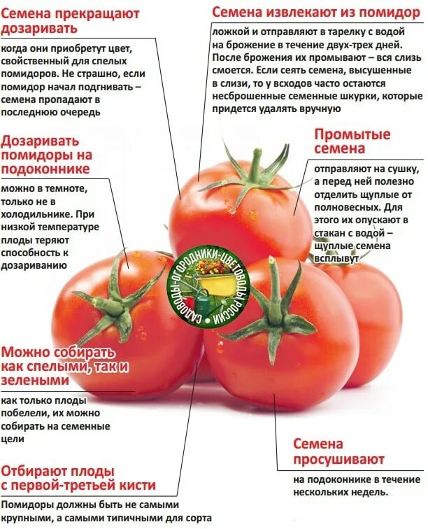 Томат или помидор как правильно. Строение помидора. Особенности строения томата. Схема ухода за томатами. Таблица томатов.