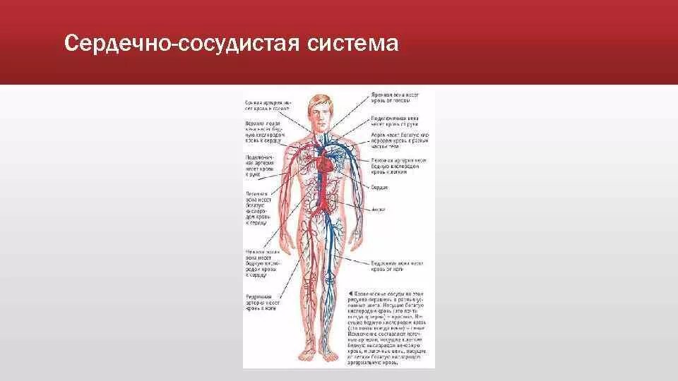 Сердечно сосудистая система артерии и вены. Анатомия человека сердечно система. Схема работы сердечно-сосудистой системы. Строение сосудов ССС.