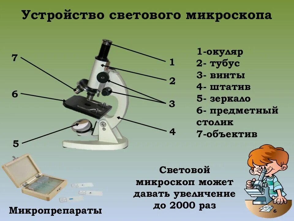 Части микроскопа выполняют функции тубус. Штатив микроскопа биология. Световой микроскоп строение. Штатив для микроскопа. Штатив светового микроскопа.