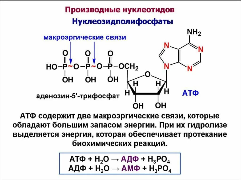 Макроэргические связи в атф. Строение АТФ макроэргические связи. Формула нуклеотида АТФ. Схема строения АТФ макроэргические связи. Связи в молекуле АТФ.