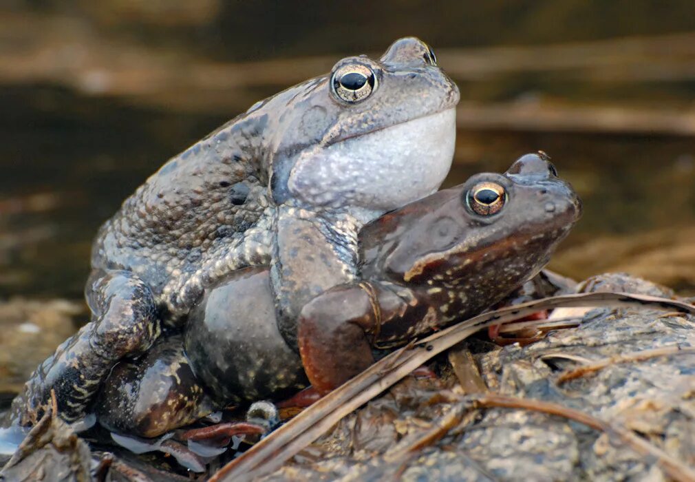 икра озерной лягушки. как размножается лягушка прудовая. размножение лягушек происходит. оплодотворение прудовой лягушки. квакша древолаз.