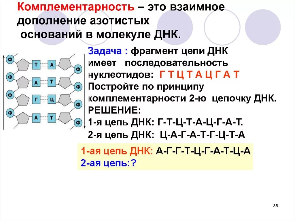 Принцип комплементарности ДНК цепочка. Принцип комплементарности нуклеотидов. Последовательность нуклеотидов в молекуле ДНК. Комплементарные основания в молекуле ДНК.