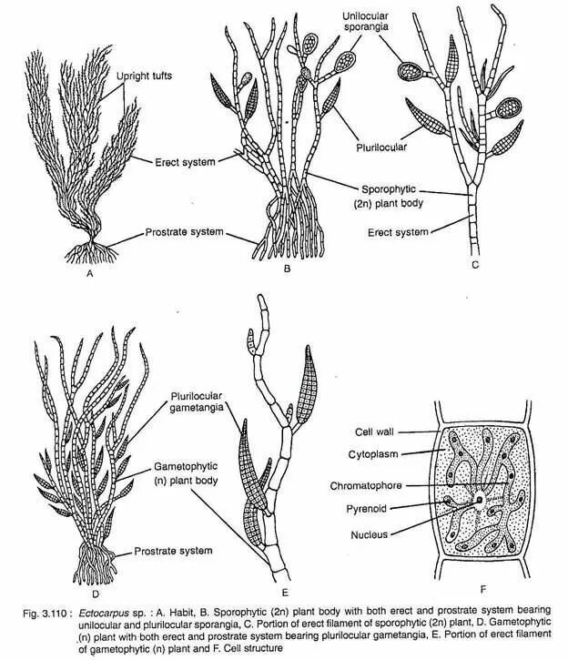 Эктокарпус жизненный цикл. Эктокарпус таллом. Эктокарпус водоросль. Эктокарпус водоросль строение.