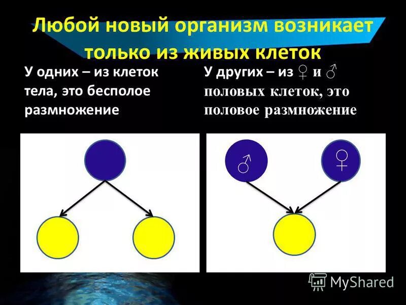 Любой новый организм. Полярность клеток тела. Организм из клеток. У них из клеток тела это.