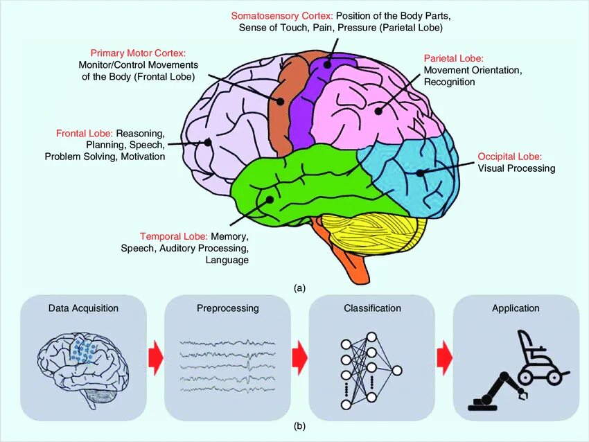 Main Parts of the Brain. Parts and structures of the Brain. Brain functions. Brain Parts and functions.