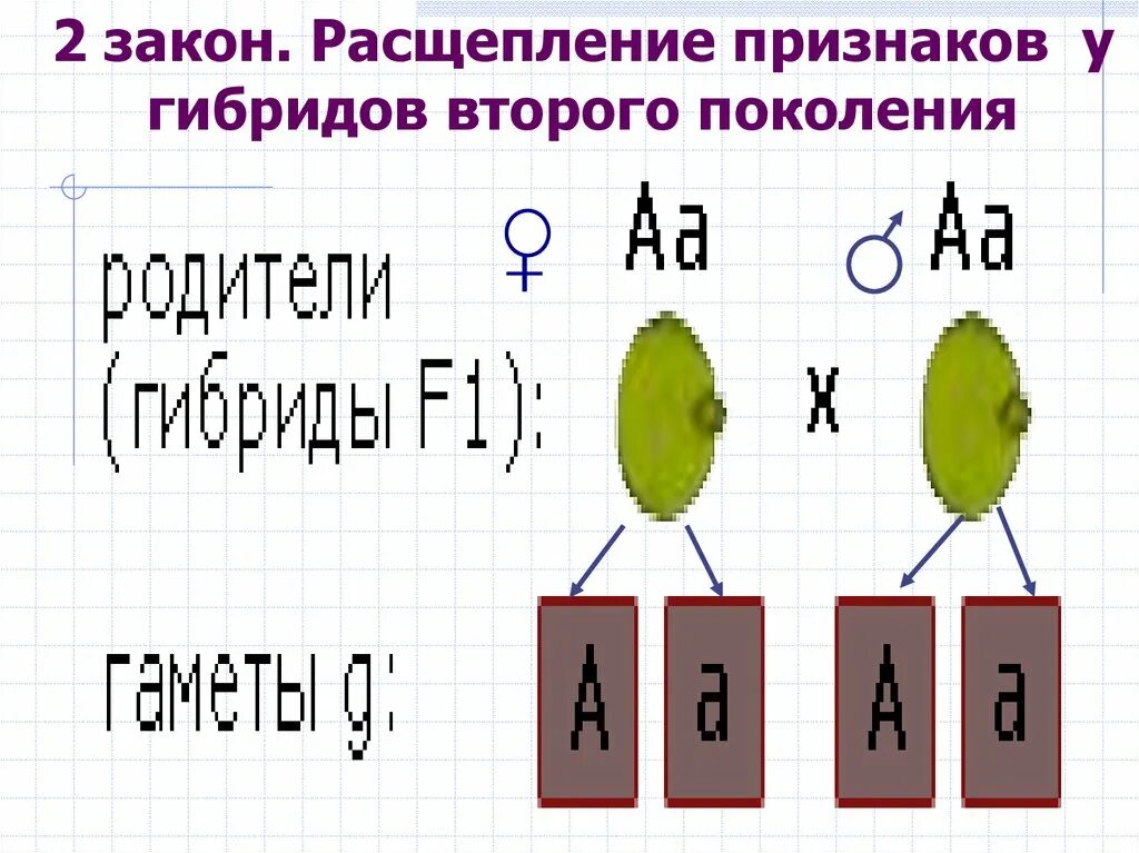 Закон расщепления гибридов второго поколения. Закон расщепления признаков у гибридов. Закон расщепления признаков у гибридов 2 поколения. Расщепление признаков. Расщепление признаков во втором поколении