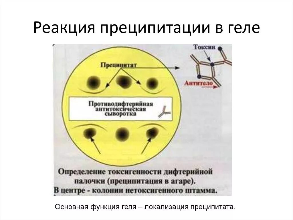 Реакция рида. Реакция по Оухтерлони микробиология. Реакция преципитации в агаре по Оухтерлони. Реакция преципитации в геле микробиология. Реакция преципитации в агаре схема.