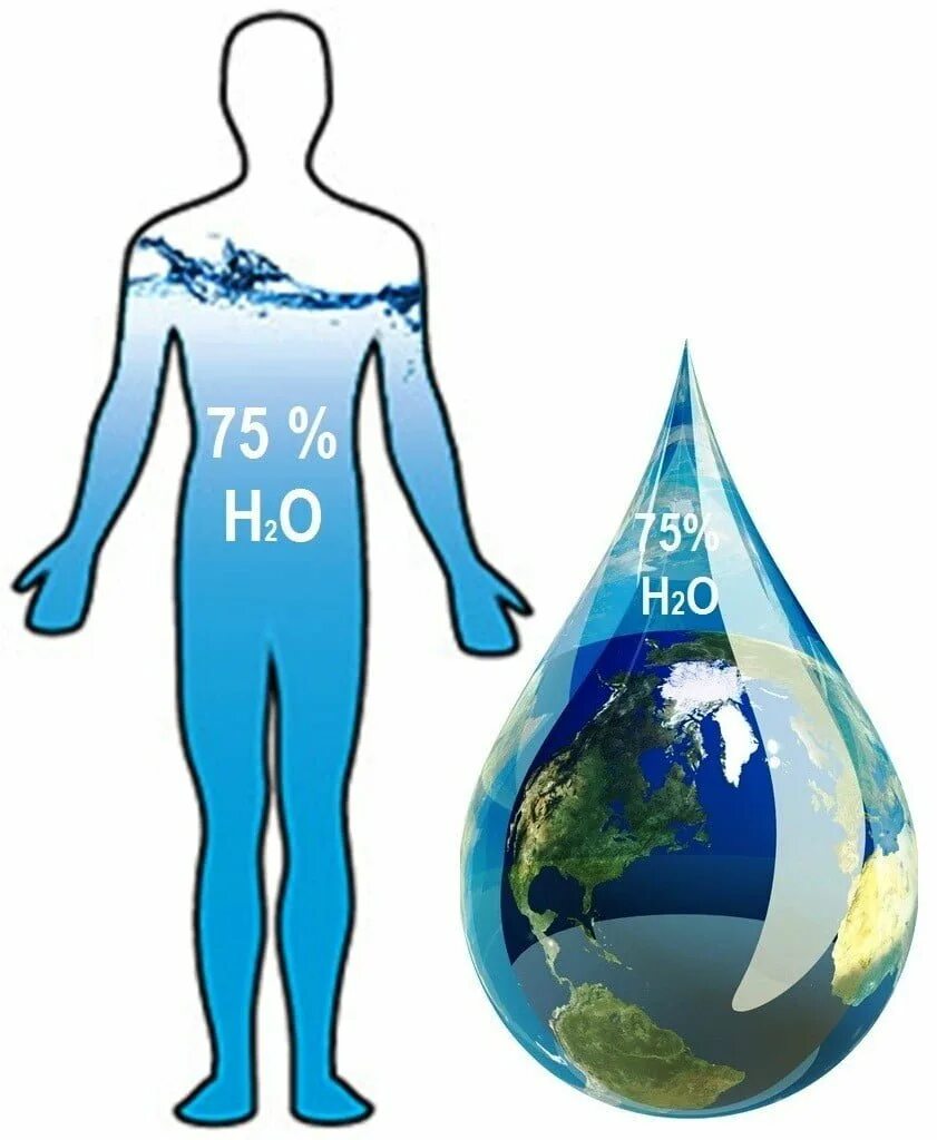 Вода в организме человека. Вода и человек. Вода в органах человека. Вода в организме человека для детей. Есть ли в человеке вода
