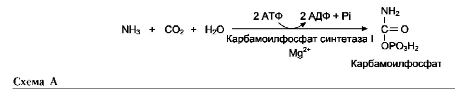 Колоть атф. Карбамоилфосфатсинтетаза 1 реакция. Орнитиновый цикл реакции. Реакция синтеза карбамоилфосфата. Реакция образования кабомаил фосфата.