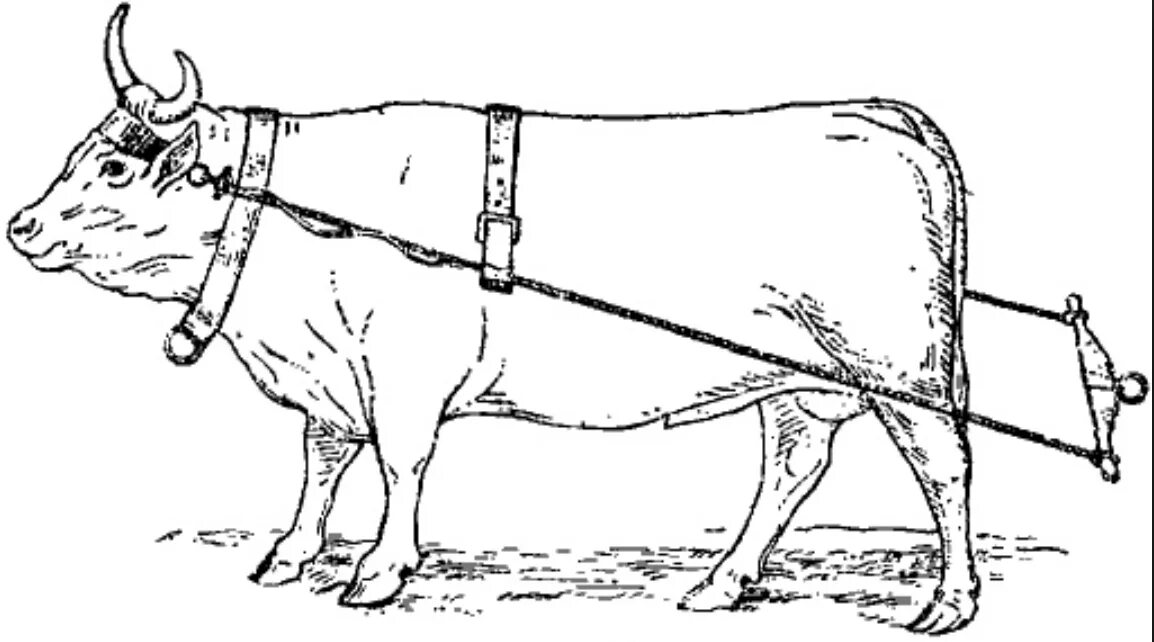 Ярмо для быка. Бык в упряжке. Сбруя для быка. Ярмо для Волов. Ела вола
