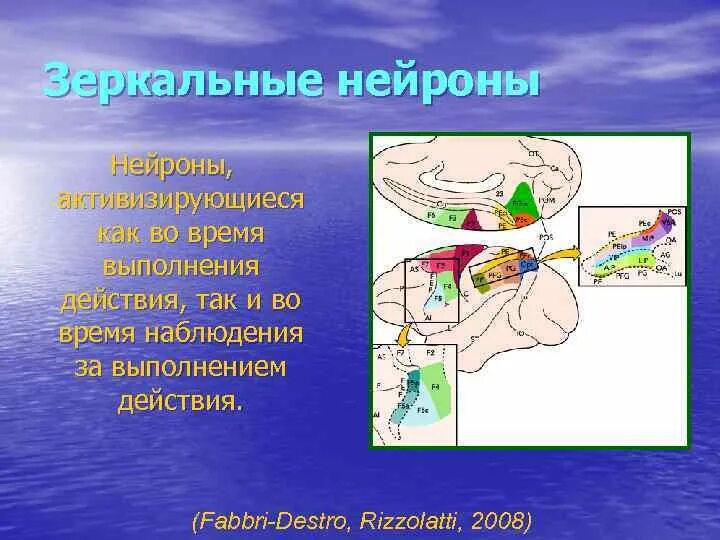 Центры ориентировочных рефлексов человека находятся в. Теория зеркальных нейронов. Зеркальные Нейроны человека. Зеркальные Нейроны расположение. Зеркальный Нейрон строение.