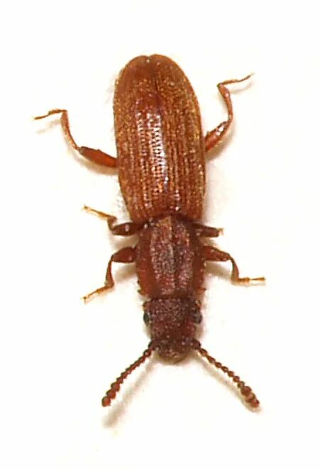 Рыжий мукоед. Oryzaephilus surinamensis. суринамский мукоед личинка. рыжий обыкновенный мукоед. рыжий мукоед личинка.