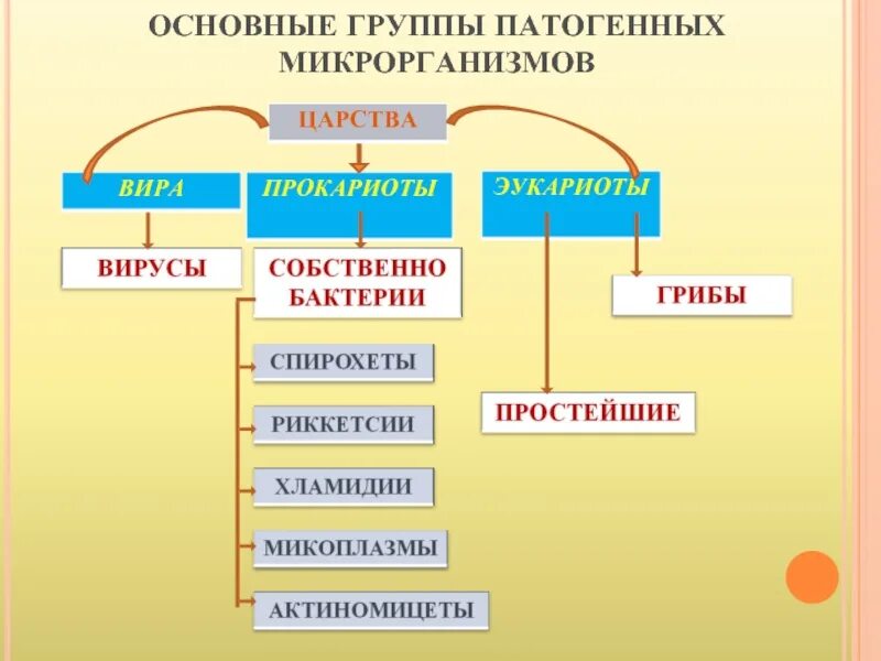 Классификация бактерий царство прокариоты. Основные группы патогенных микроорганизмов. Основные группы патогенных микроорганизмов схема. Классификация прокариот и эукариот. Относят к группе прокариот