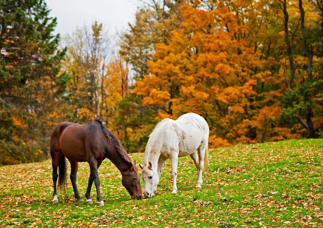 Лошади времен года. Лошади на природе. Лошади осенью. Лошадь в лесу. Красивые лошади на природе.