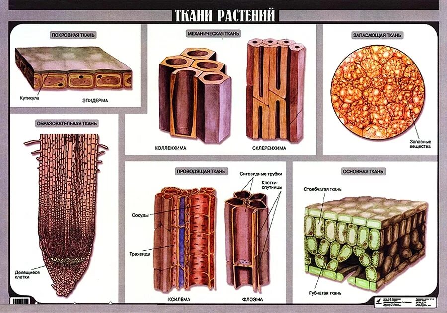 Виды тканей клетки растений. Растительные ткани биология. ткани растений покровная основная механическая. ткани биология покровная образовательная. ткани клетки растений 6 класс биология.