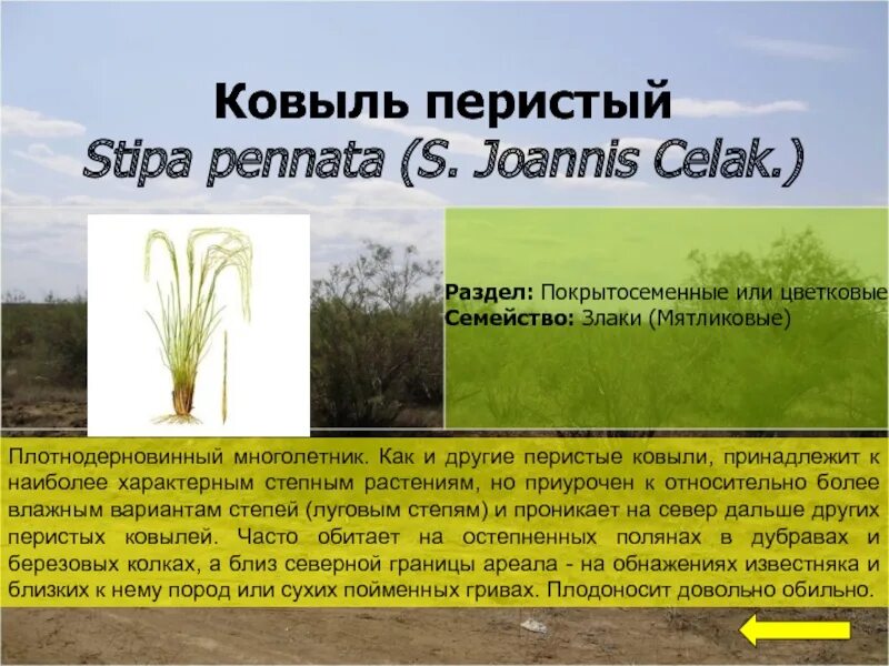Ковыль сообщение 4 класс. Ковыль степной краткое описание. ковыль интересные факты для детей. ковыль перистый красная книга краткое описание. паспорт растения ковыль.