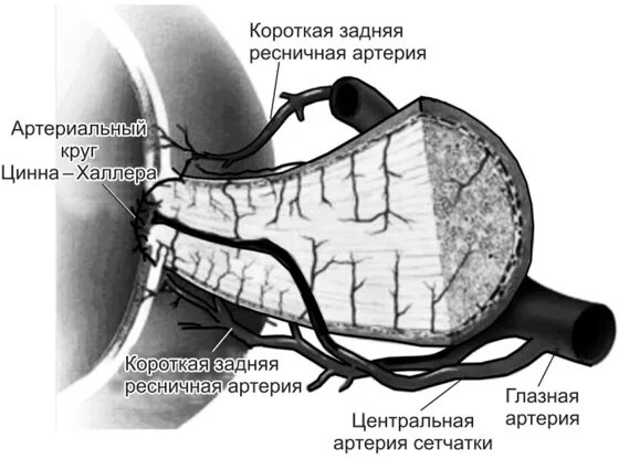 Передние цилиарные артерии. Оболочки зрительного нерва. Короткая задняя ресничная артерия. Короткая задняя ресничная артерия. Надблоковая артерия анатомия.
