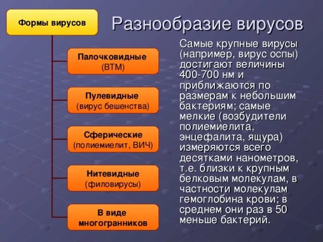 Вирус ковид отнесен к группе. Формы вирусов. Разнообразные формы вирусов. Разнообразие форм вирусов. Вирус разнообразие вирусов.