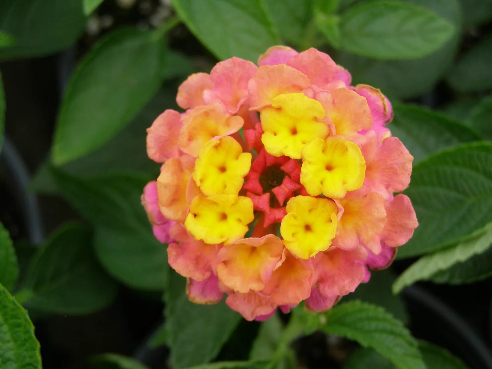 Лантана кислота. Лантана цветок. лантана lantana trinidad rose.