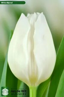 White prince