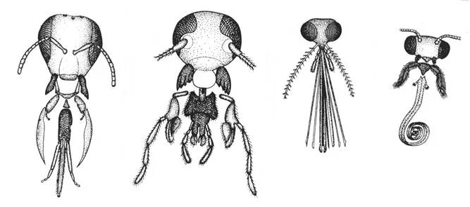 Насекомые ротовые аппараты насекомых. Строение Усика насекомого. Ротовые органы насекомых. Строение ротовых органов насекомых.