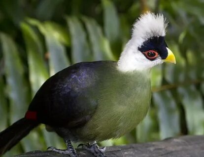 White crested