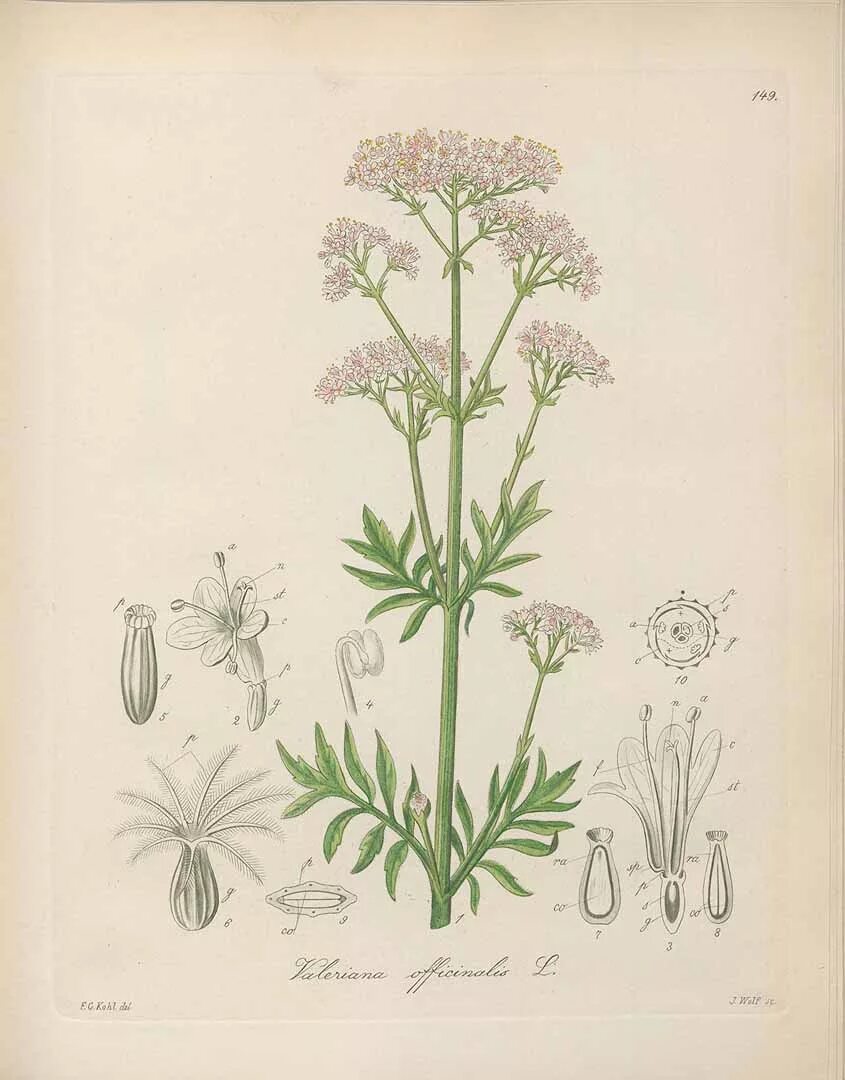 разнотравье ботаника. ). ботанический атлас джейн лаудон. девясил ботаника. шалфей лекарственный (salvia officinalis).