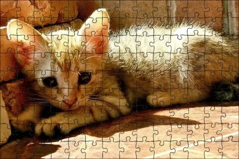 Бедный котик