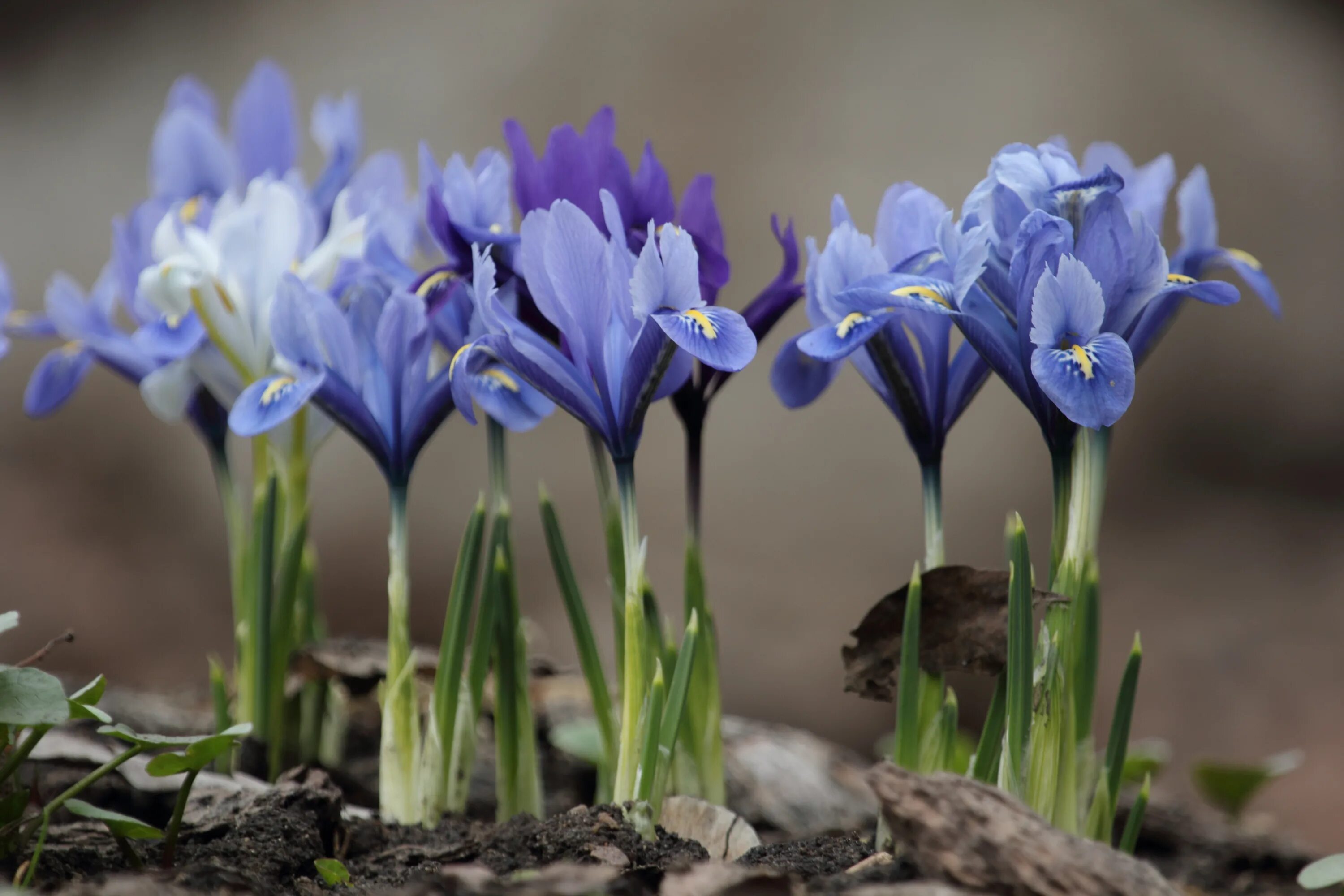Первоцветы (подснежники, крокусы, гиацинты).. Ирисы первоцветы. Ирис весенний первоцвет. Весенние первоцветы синие.