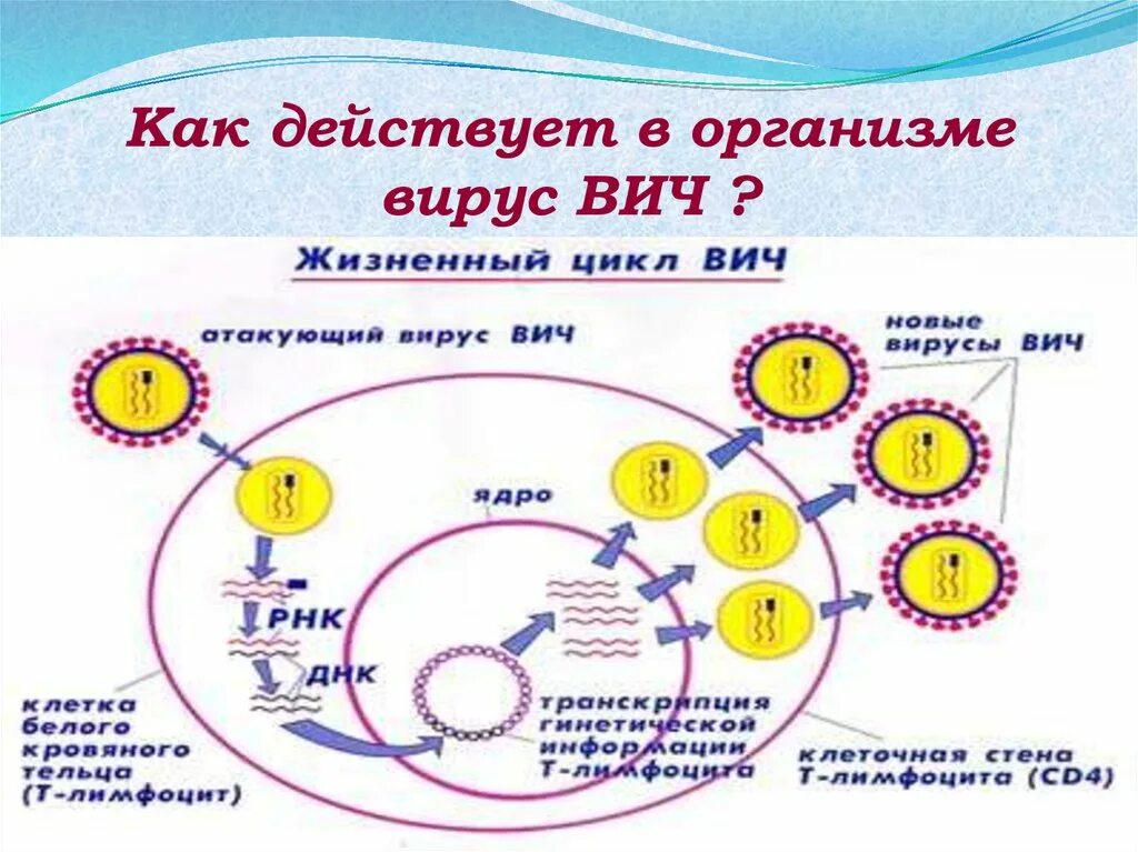 Спид организм. Жизненный цикл вируса СПИДА. Этапы жизненного цикла вируса иммунодефицита человека. Жизненный цикл вируса ВИЧ схема. Пути заражения вирусом иммунодефицита человека. Жизненный цикл ВИЧ..