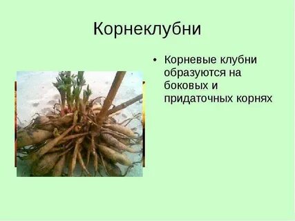 Корневая система образована корнями