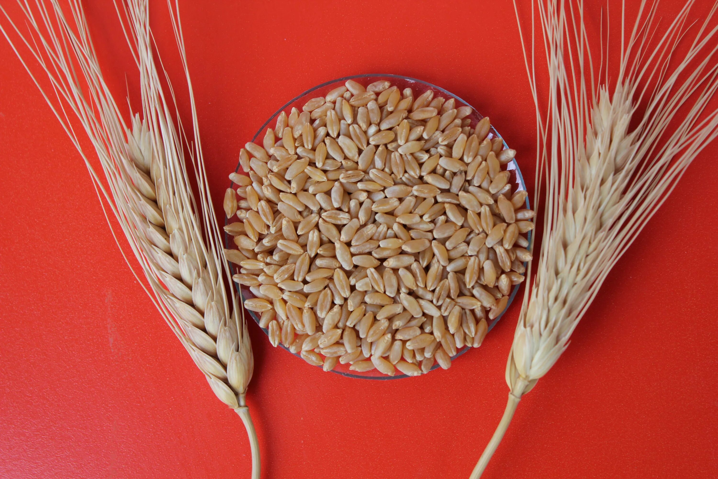 1 сорт пшеницы