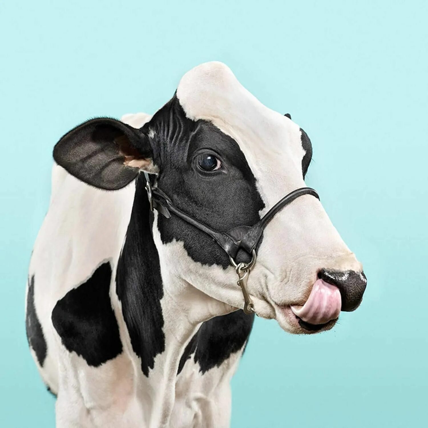 Now cow