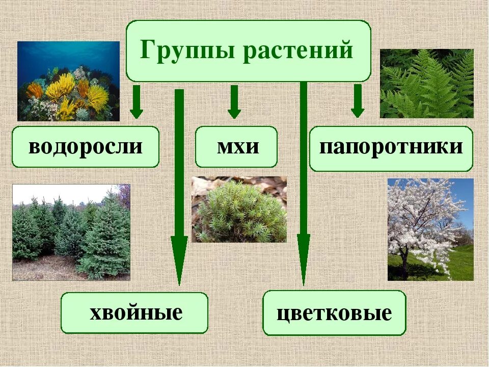 Группы растений. Виды растений. Разнообразие растений. Растения по группам. 5 основных групп растений