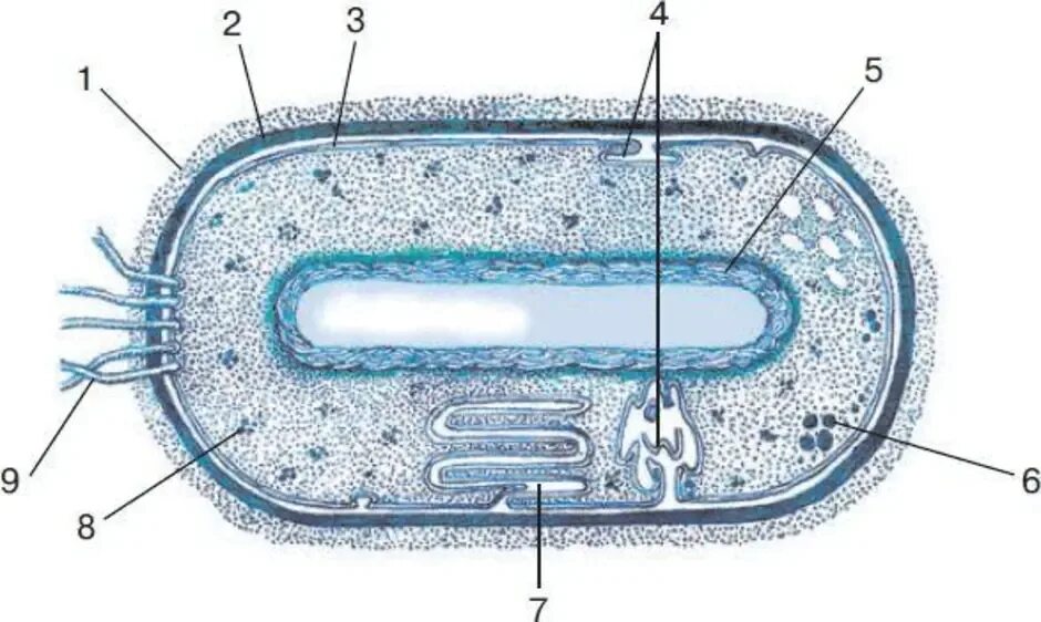 Структура прокариотической клетки. Строение прокариотической клетки рисунок 10 класс. Строение прокариотической клетки 10 класс. Прокариотическая клетка схема.