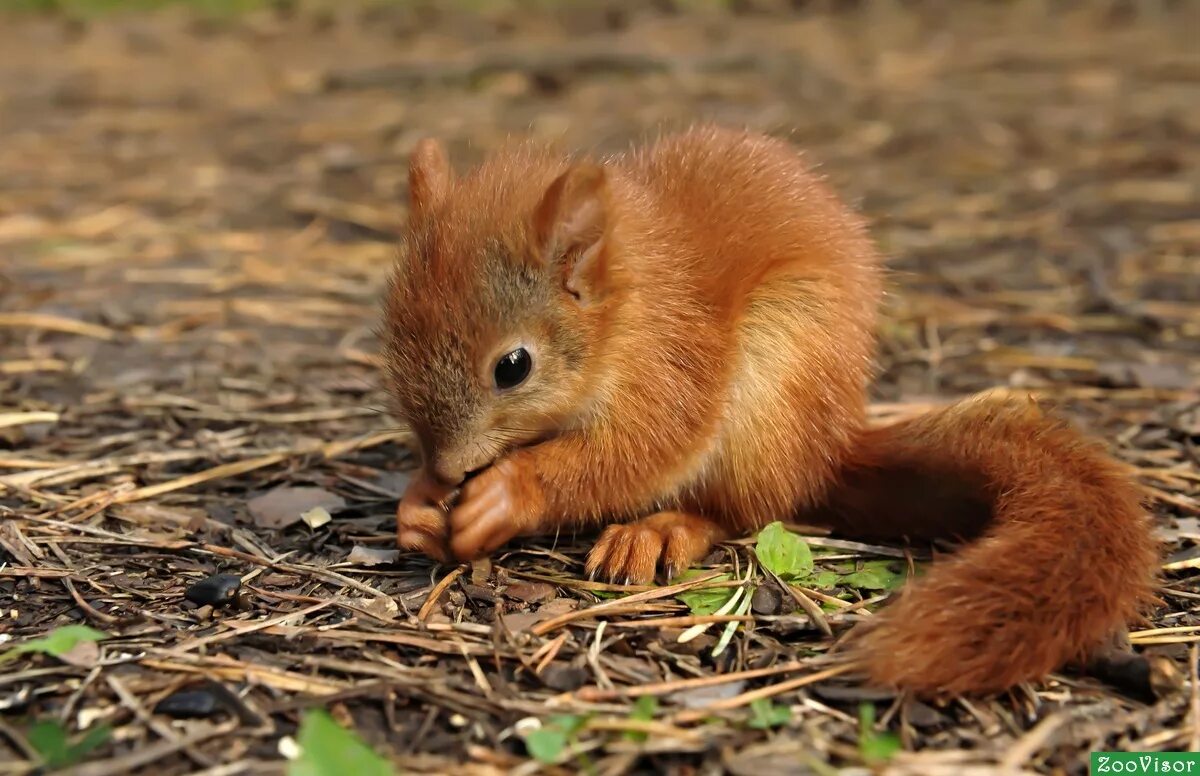 Настоящих диких животных. Звери на природе. Животные. Дикие животные белка и бельчонок. Олень и олениха.