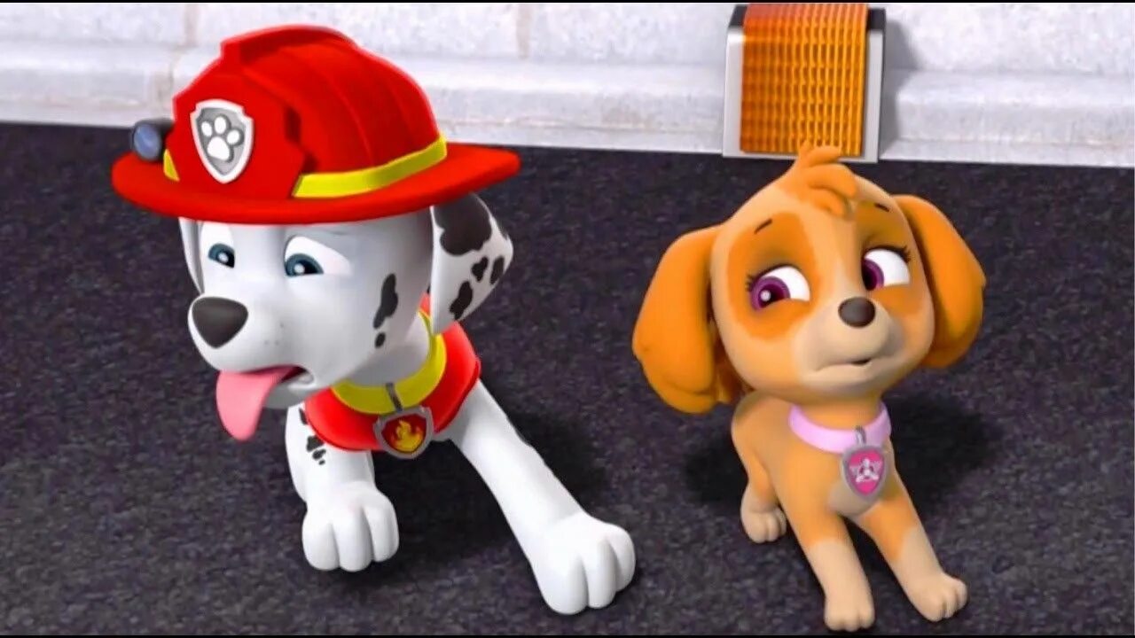 Собачка скай щенячий патруль. Скай щенячий патруль порода. Трекер из щенячьего патруля. Рокки из щенячьего патруля порода. Породы собак в щенячьем патруле.