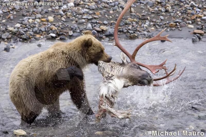 Медведь есть оленя. Медведь и олень. Медведь есть оленя. Медведь в тайге. Камчатка медведи.