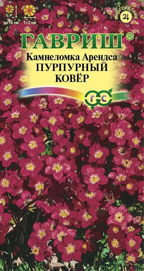 Камнеломка пурпурный ковер Гавриш. Камнеломка Арендса пурпурный ковер 0,01г Гавриш. Камнеломка Арендса пурпурный ковер Гавриш семена. Камнеломка Арендса пурпурный ковер* 0,01 г. Камнеломка семена купить