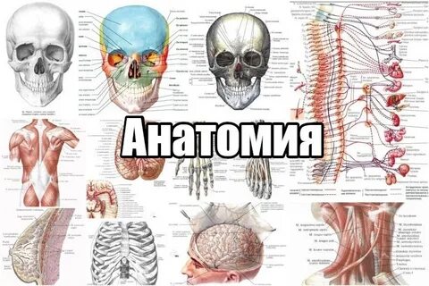 Рассказать анатомия