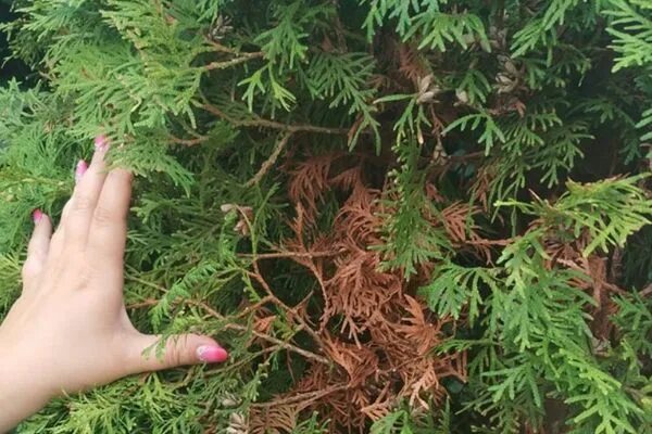Чем подкормить тую весной после зимы. Туи после зимы. туя после стрижки. обрезка туи весной. туя круглая после зимы.