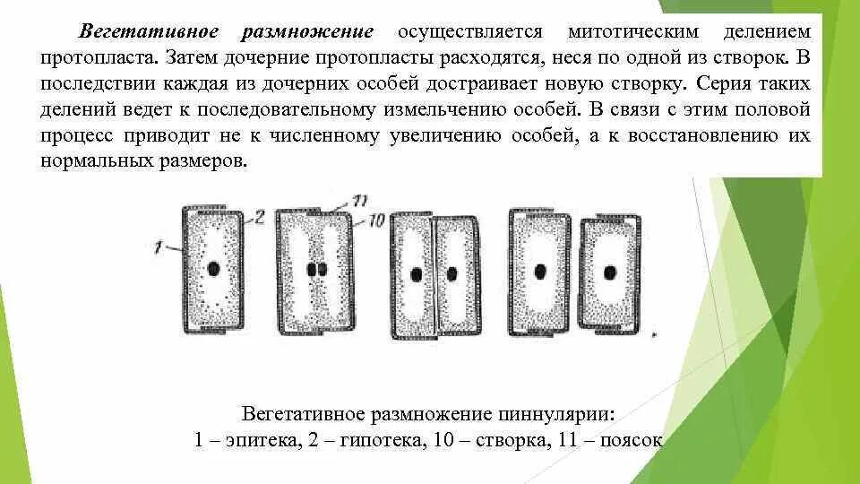 Прогрессивное размножение. Прогрессивное размножение