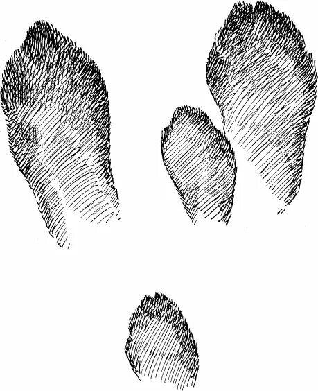 След м. Формозов следы. Следы зайца беляка. Следы заячьих лап. Формозов следы кряквы.