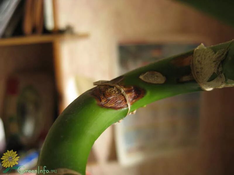 Бамбук — dendrocalamus strictus. Бамбук срез. Бамбук гниет. Комнатный бамбук желтеет ствол в воде. Отростки бамбука.