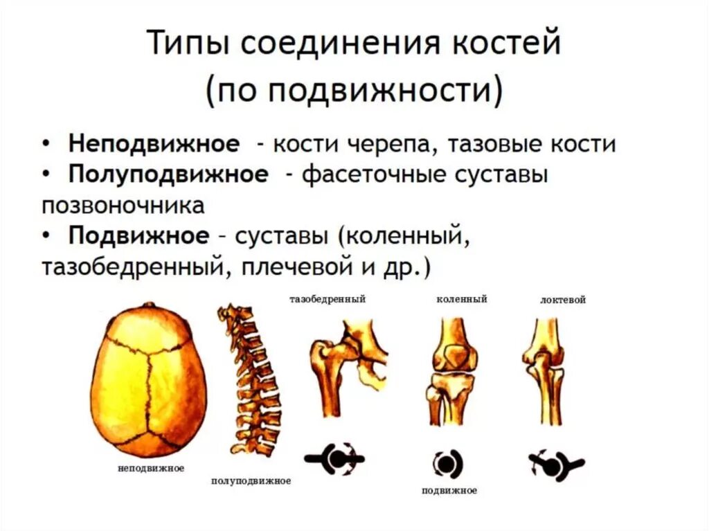 2 кости и их соединения. Подвижное неподвижное полуподвижное соединение костей таблица. Типы соединения трубчатых костей. Типы соединения костей с примерами. Типы соединения костей человека.