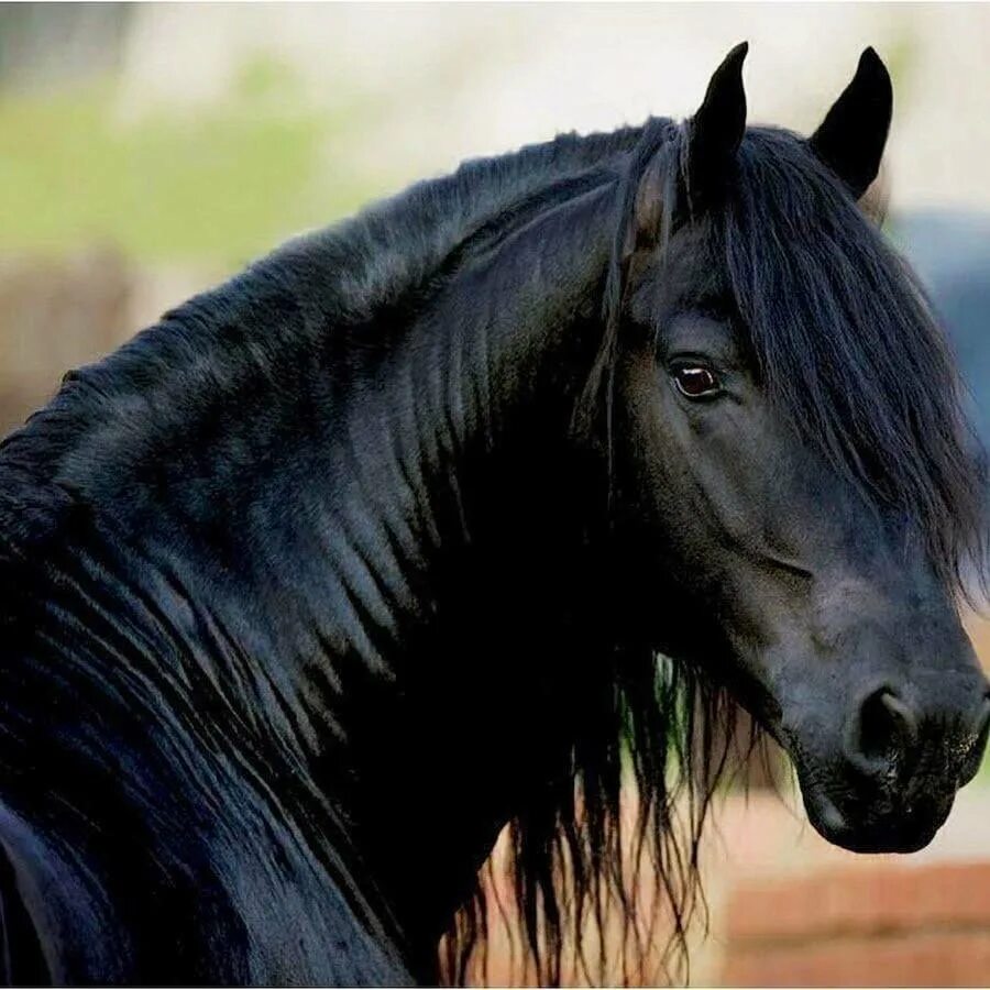 Фризская порода лошадей Вороная. Красивый черный конь. Злая лошадь. Про черного коня
