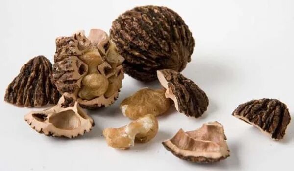 Datei:Schwarznuss Frucht.jpg - Wikipedia