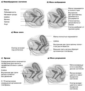 Как понять что парень возбужден